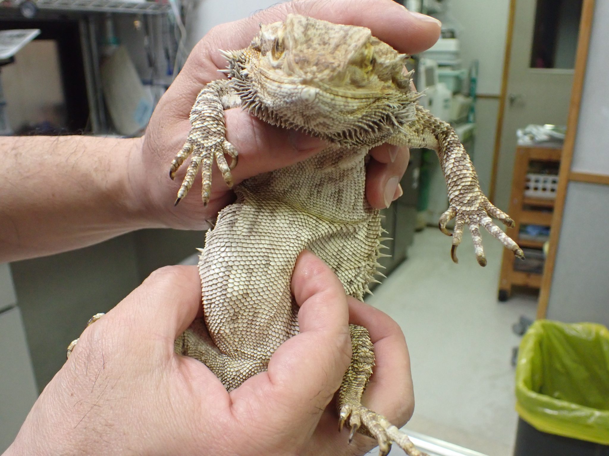 フトアゴヒゲトカゲのお腹 / lizard's abdomen - P3160002 2048x1536